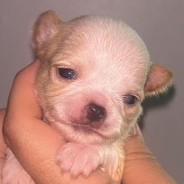 Tobiko - Fawn male Chihuahua puppy in New Castle, Delaware from Sasha’s Elite Kennel LLC