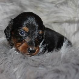 Boy 1 - Black and tan male Dachshund puppy in Craig, Colorado from Rocky Mountain Shih Tzus and Dry Creek Miniature Dachshunds