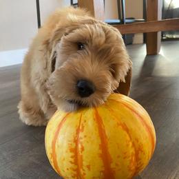 Australian Labradoodles from Whimsical Labradoodles