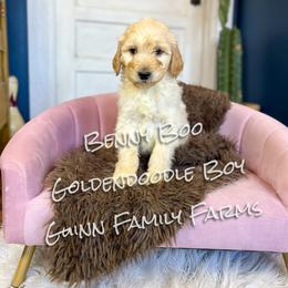Benny Boo English Teddybear - Apricot male Goldendoodle puppy in Grove, Oklahoma from Guinn Family Farms