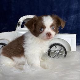 Colin - Chocolate and white male Chihuahua puppy in Gloucester, Virginia from Charlotte's Web of Chihuahuas