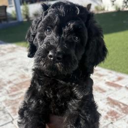Lyric - Black female Goldendoodle puppy in Pahrump, Nevada from Cold Creek Doodles