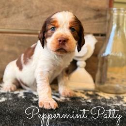 Peppermint Patty - Orange and white female English Springer Spaniel puppy in Uvalda, Georgia from Willow Creek Farms