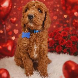 Atlas - Red  male Goldendoodle puppy in Boise, Idaho from Goldendoodle Baby