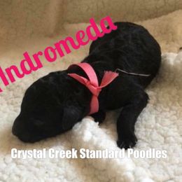 Poodle Puppies from Crystal Creek Standard Poodles