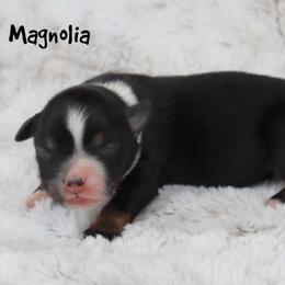 Magnolia - Black tri female Miniature Australian Shepherd puppy in Garden Plain, Kansas from Krazy K Aussies