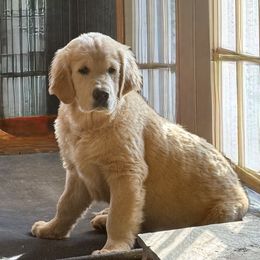 Golden Retriever Puppies from Barron’s Dan River Retrievers