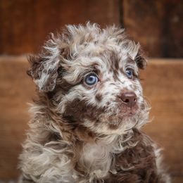 Opera - Brown merle female Mudi puppy in Gatlinburg, Tennessee from Greenbrier