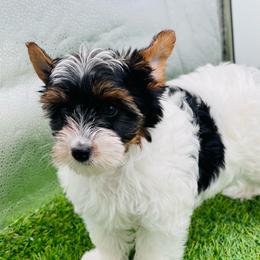 AKC - Ellie 3000 - Black tan and white female Biewer Terrier puppy in Douglas, Georgia from Heartland small breeds