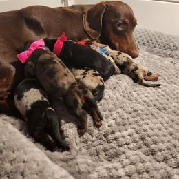 Dachshund Puppies from House of Slinkys