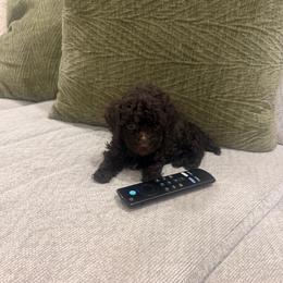 Rolo - Brown male Poodle puppy in Poplarville, Mississippi from Southern Belle Poodles