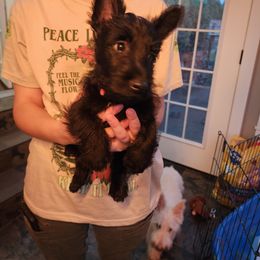 Scottish Terrier Puppies from Nicole's Scottish Terriers
