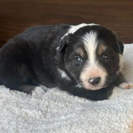 Laurel - Tri-color female Border Collie puppy in Elkhorn, Wisconsin from MoonStar Farm