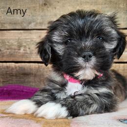 Amy - Brindle female Lhasa Apso puppy in Jefferson, New York from Absolute Lhasa Love