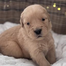 Ivory Boy - Golden male Golden Retriever puppy in Silver Lake, Indiana from Seven Hills Goldens