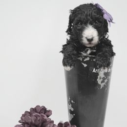 Sheepadoodle Puppies from The Farms Precious Doodles