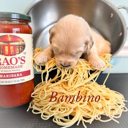 Golden Retriever Puppies from Ruff Life Goldens