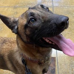 Belgian Malinois, Biewer Terriers, and German Shepherds from East KY K9