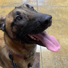 Belgian Malinois, Biewer Terriers, and German Shepherds from East KY K9