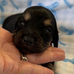 Carter - Black and cream male Dachshund puppy in Griffin, Georgia from Always Trippin' Doxie Life