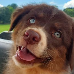 RTF2 - Red tri-color female Australian Shepherd puppy in Seneca, South Carolina from Tawodi Hills