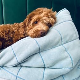 Goldendoodles from Doodle of NY