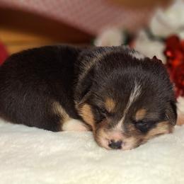 Orion - Black and tan male American Corgi puppy in Gouverneur, New York from St. Lawrence Corgis