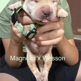 Teal - Yellow male Labrador Retriever puppy in Wilson’s, Virginia from Cedar Hill Farm Labradors