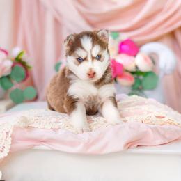 Cadence - Red and white female Pomsky puppy in Mattoon, Illinois from Southpaw Pomskies