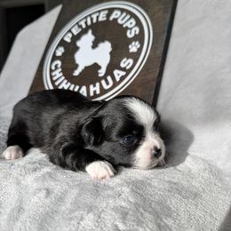 Shadow - Black and white male Chihuahua puppy in Dayton, Ohio from Petite Pups
