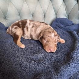Girl 1 - Red merle female Australian Shepherd puppy in Bison, South Dakota from South Dakota Creekside Australian Shepherds