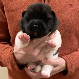 Girl 4 - Red female Akita puppy in Granville, Ohio from Hickory Ridge Akitas