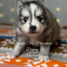 Danny - Silver and white male Pomsky puppy in Rossville, Georgia from Scenic City Pomskies