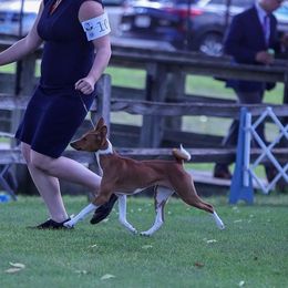 Sally - Basenji