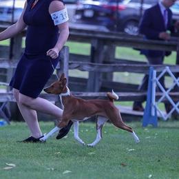 Sally - Basenji