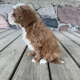 Flo - Red female Cavapoo puppy in Camden, Michigan from FurEver Friends Finder