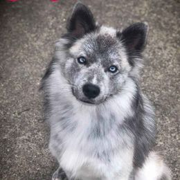 Loti - Pomsky