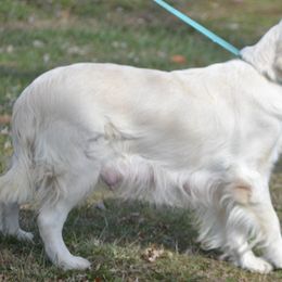 Emma - Golden Retriever