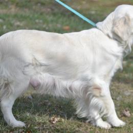 Emma - Golden Retriever