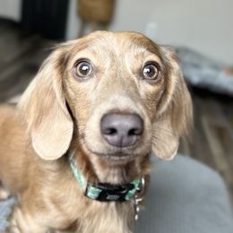 Cedric - Dachshund