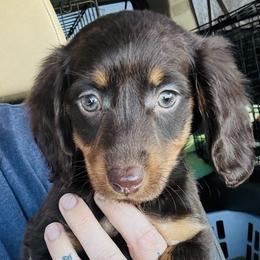 Girl 3 - Chocolate and tan female Dachshund puppy in Oklahoma from DRB Dachshunds