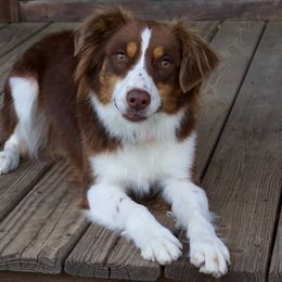 Lassie - Australian Shepherd