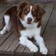 Lassie