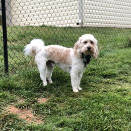 Baron - Goldendoodle