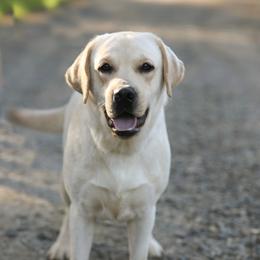 Sass - Trained Labrador - Yellow female Labrador Retriever puppy in Fair Oaks, California from Twisted Ranch Retrievers
