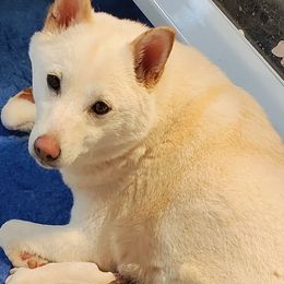 Namr - Shiba Inu