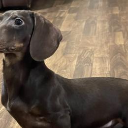 Dachshunds from Down South Dachshunds