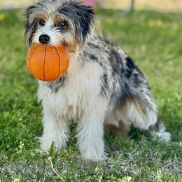 Daisy - Aussiedoodle