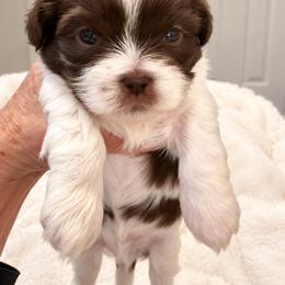 Creed - Liver and white male Shih Tzu puppy in Tallahassee, Florida from Bows and Bow Ties