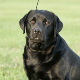 Labrador Retriever All Grown Up from McCabe Creek Labradors